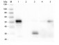 Anti-Rabbit IgG F(c)  (Fluorescein Conjugated) Secondary Antibody